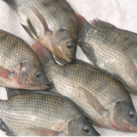 Frozen Tilapia Fish